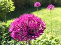 allium-1