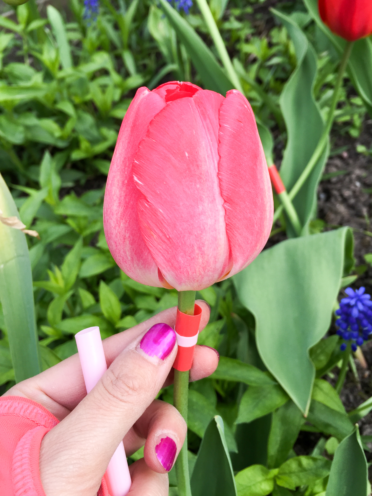 store tulipanplan | Skarpnäck