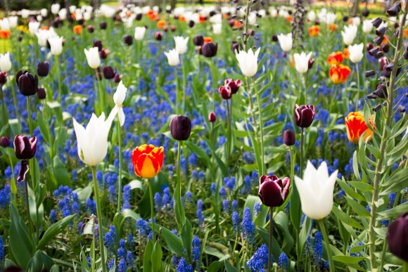 keukenhof-13