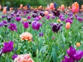 keukenhof-1