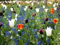 keukenhof-13