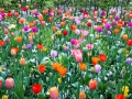 keukenhof-2