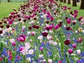 keukenhof-3