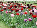 keukenhof-4