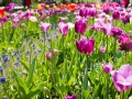 keukenhof-7