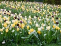 keukenhof-9