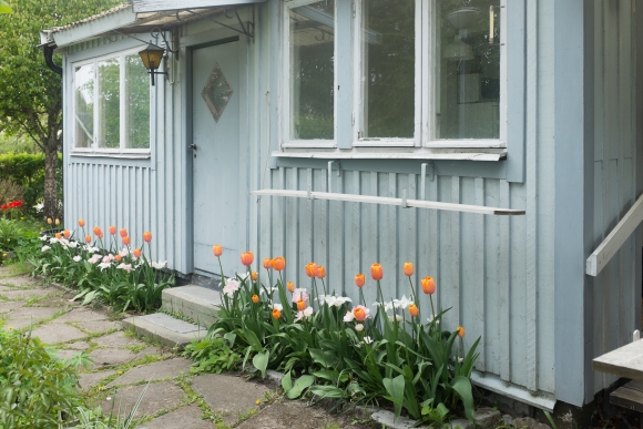 Stuen Færdig Og Masser Af Tulipaner Skarpnäck 