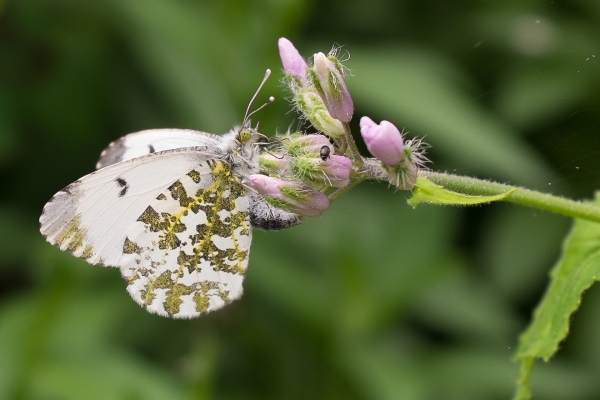 sommerfugl-1