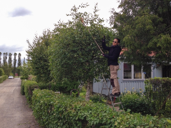 tree-1
