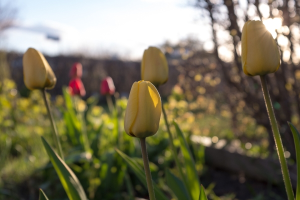 tulipaner-1